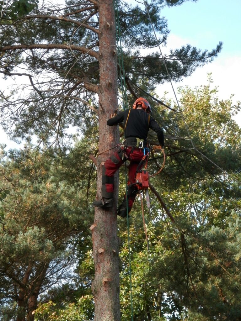 Baumschutz Quickborn