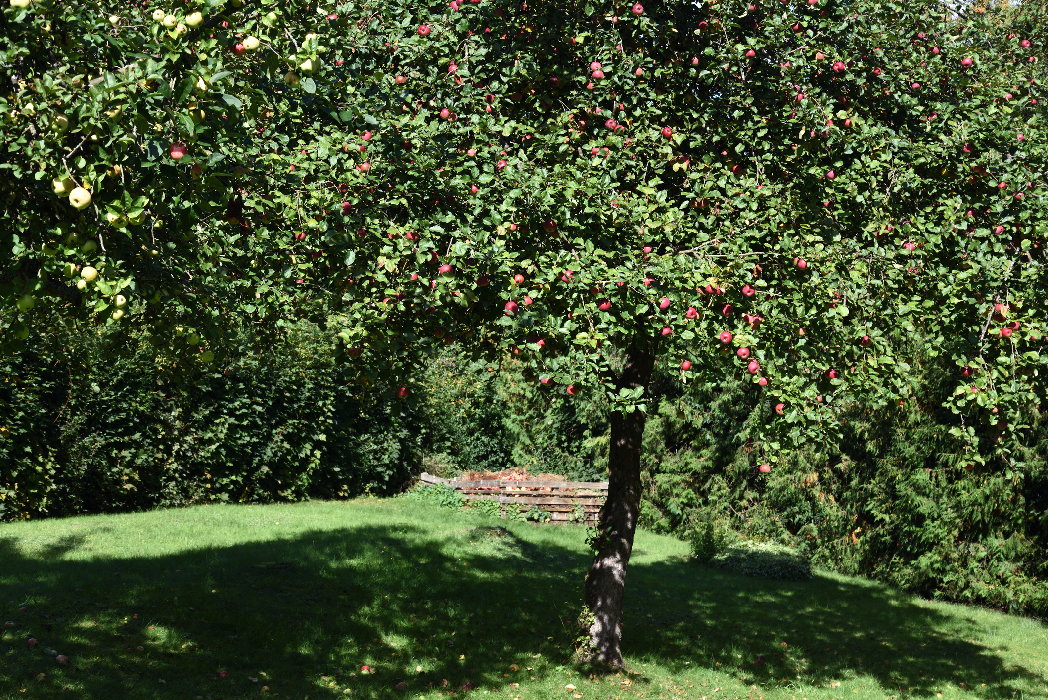 Obstbaumschnitt Baumpflege Quickborn